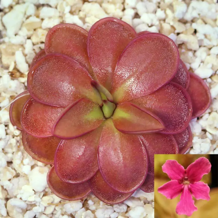 Pinguicula hemiepiphytica Butterwort Carnivorous Plants