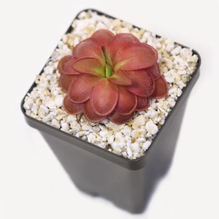 Pinguicula hemiepiphytica Butterwort Carnivorous Plants