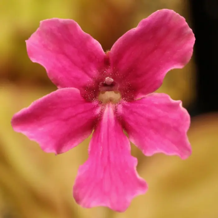 Pinguicula hemiepiphytica Butterwort Carnivorous Plants
