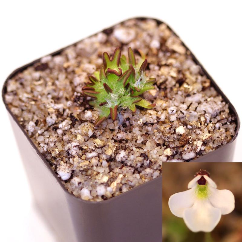 Pinguicula immaculata Mexican Butterwort Curious Plant