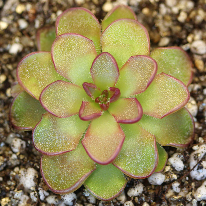 Pinguicula kondoi Butterwort Carnivorous Plants