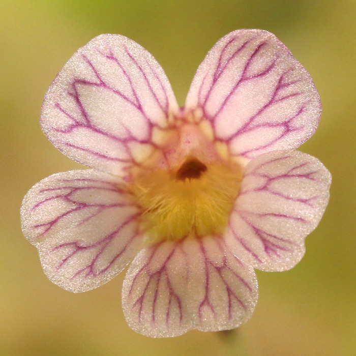 Pinguicula kondoi Butterwort Carnivorous Plants