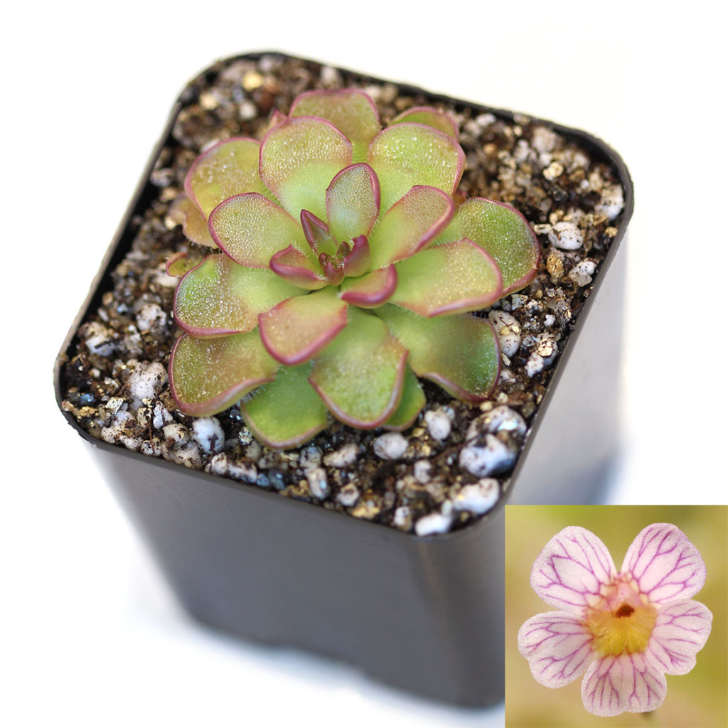 Pinguicula kondoi Mexican Butterwort Curious Plant