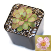 Pinguicula kondoi