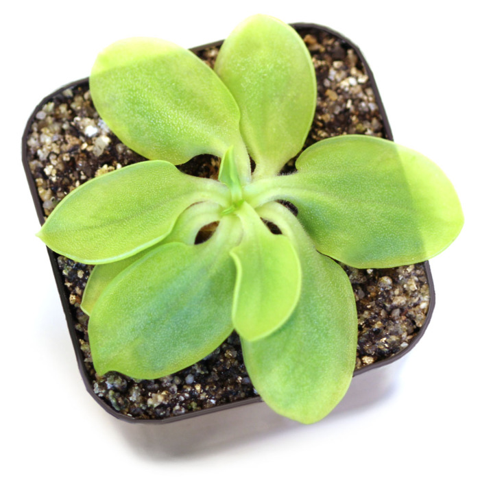 Pinguicula oblongiloba 'Patzcuaro, Michoacan, Mexico' Butterwort Carnivorous Plants