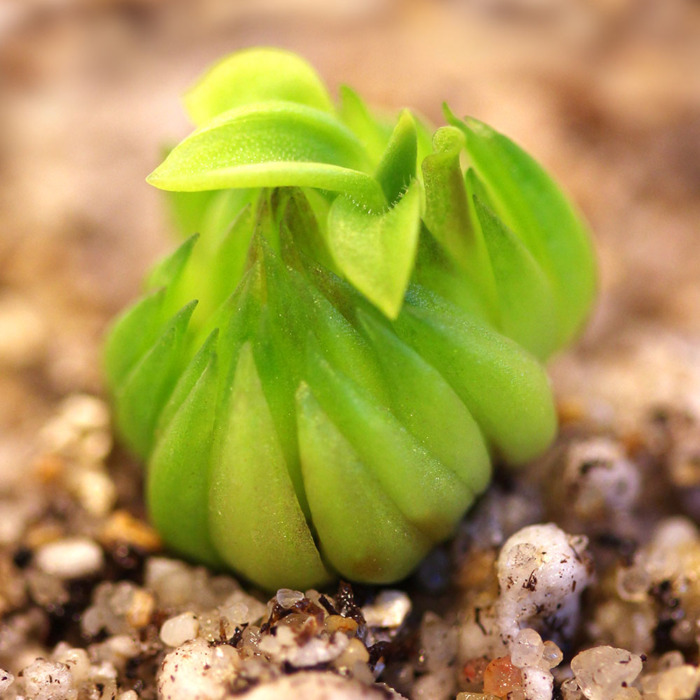 Pinguicula oblongiloba 'Patzcuaro, Michoacan, Mexico' Butterwort Carnivorous Plants