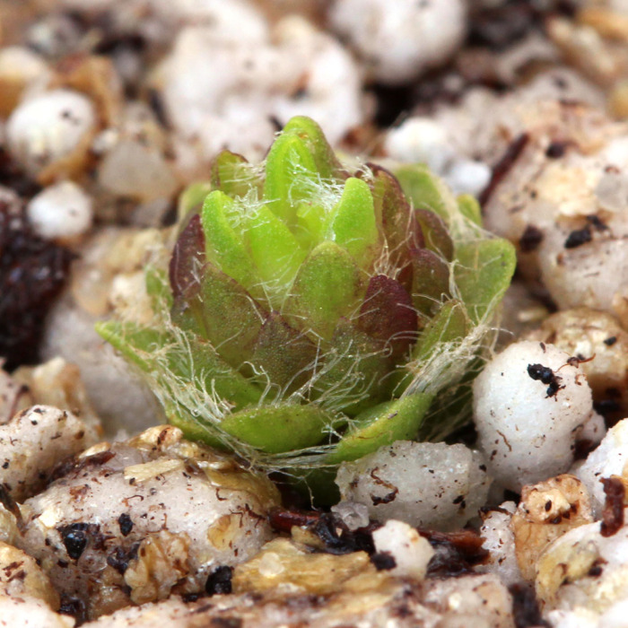 Pinguicula orchidioides Butterwort Carnivorous Plants