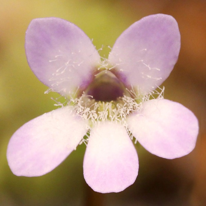 Pinguicula parvifolia Butterwort Carnivorous Plants