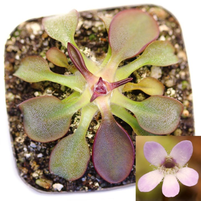 Pinguicula parvifolia Butterwort Carnivorous Plants