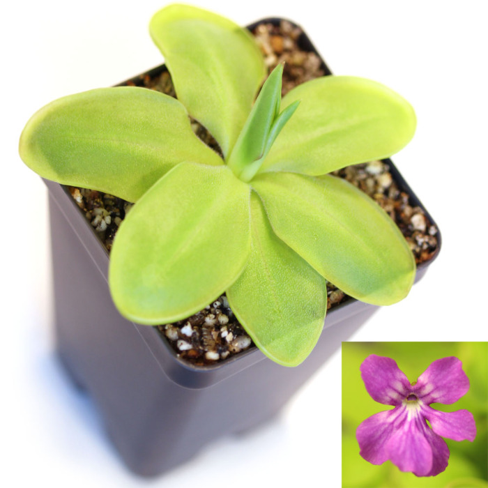 Pinguicula zecheri Butterwort Carnivorous Plants