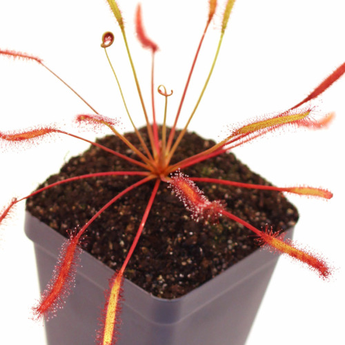 Drosera capensis 'Narrow Red Leaf' Sundew Carnivorous Plants