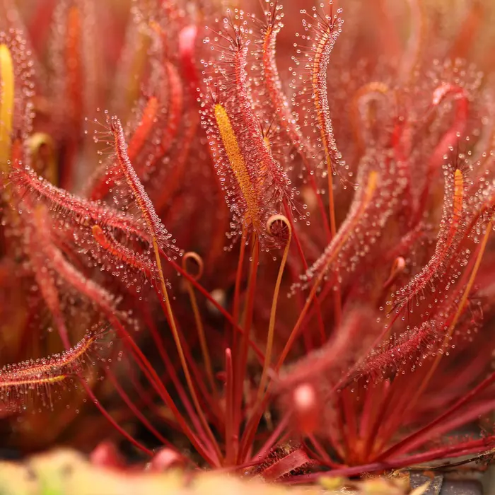 Drosera capensis 'Narrow Red Leaf' Sundew Carnivorous Plants