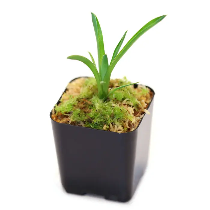 Brocchinia reducta Bromeliad Carnivorous Plants