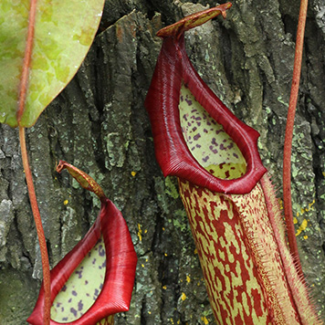 Tropical Pitcher Plants (Nepenthes)