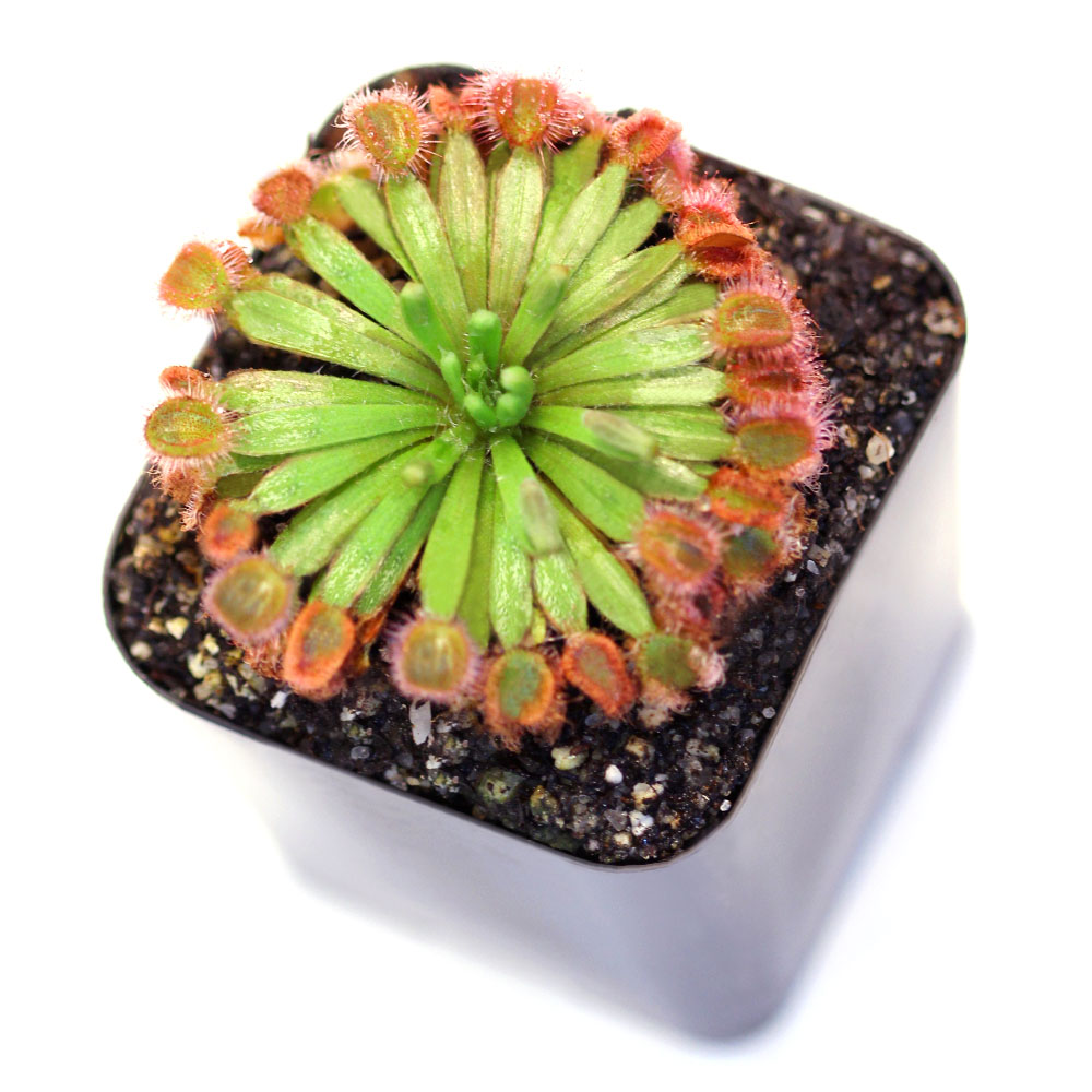 Drosera brevicornis - Petiolaris Sundew | Curious Plant