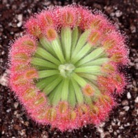 Drosera brevicornis