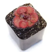 Drosera falconeri Sundew Carnivorous Plants
