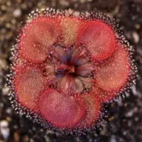 Drosera falconeri Sundew Carnivorous Plants