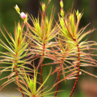 Roridula gorgonias