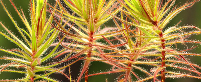 Roridula gorgonias Flycatcher Bush Carnivorous Plants