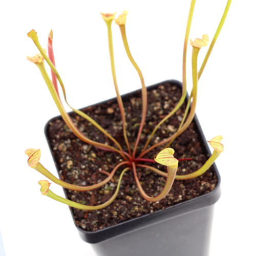 Sarracenia flava var. rubricorpora Pitcher Plant Carnivorous Plants