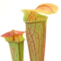 Sarracenia oreophila Pitcher Plant Carnivorous Plants