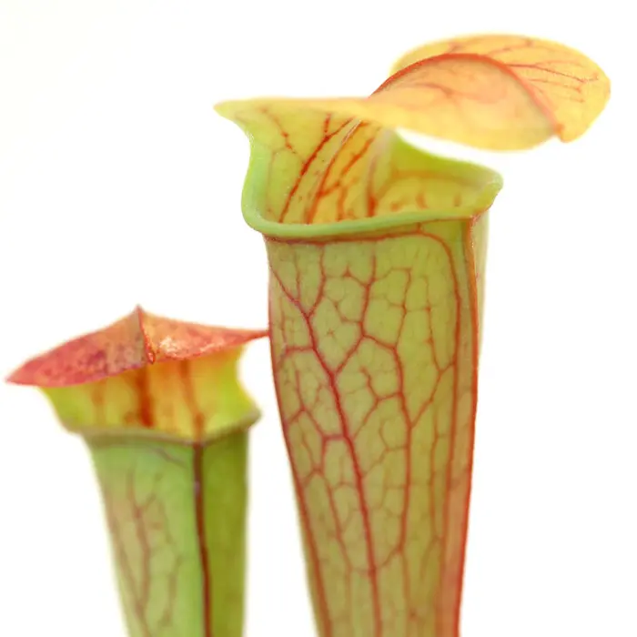 Sarracenia oreophila Pitcher Plant Carnivorous Plants