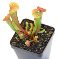 Sarracenia oreophila Pitcher Plant Carnivorous Plants