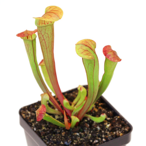 Sarracenia oreophila Pitcher Plant Carnivorous Plants