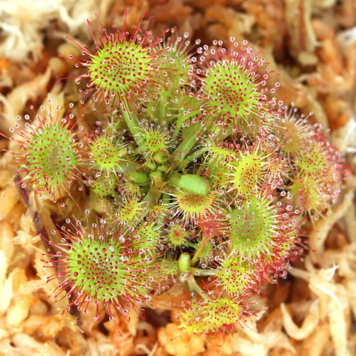 Drosera rotundifolia Sundew Carnivorous Plants