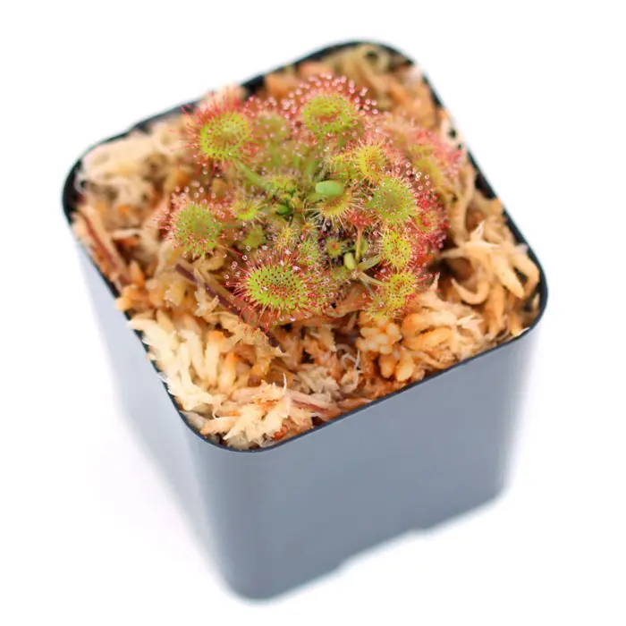 Drosera rotundifolia Sundew Carnivorous Plants