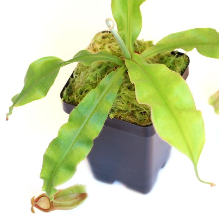 Nepenthes mirabilis 'Winged' x (mirabilis x ampullaria 'Black Miracle') Pitcher Plant Carnivorous Plants