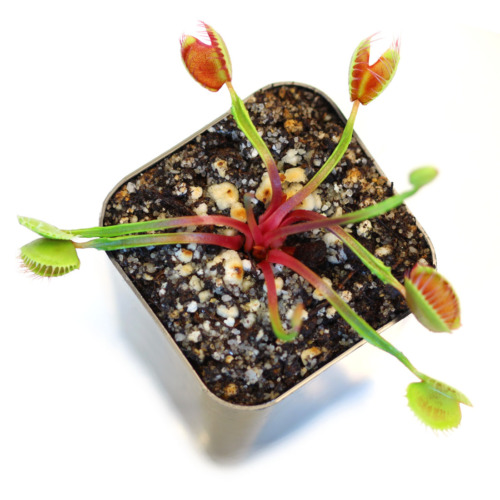 Dionaea muscipula 'Lips & Lashes' Venus Flytrap Carnivorous Plants