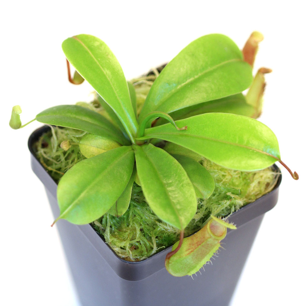 Tropical Pitcher Plants (Nepenthes) - Carnivorous Plants | Curious Plant