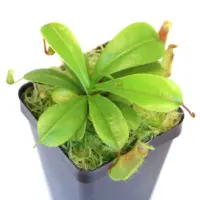 Nepenthes ventricosa Pitcher Plant Carnivorous Plants