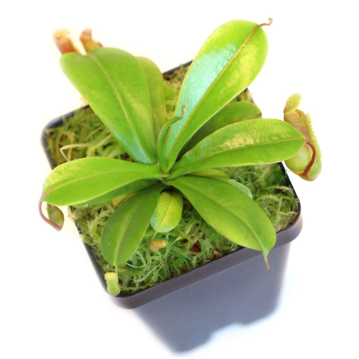 Nepenthes ventricosa Pitcher Plant Carnivorous Plants