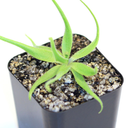 Pinguicula heterophylla Butterwort Carnivorous Plants