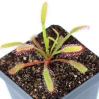 Drosera capensis 'Bainskloof'