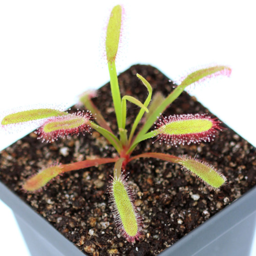Drosera capensis 'Bainskloof' Sundew Carnivorous Plants