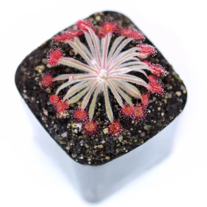 Drosera ordensis x falconeri - Petiolaris Sundew Hybrid | Curious