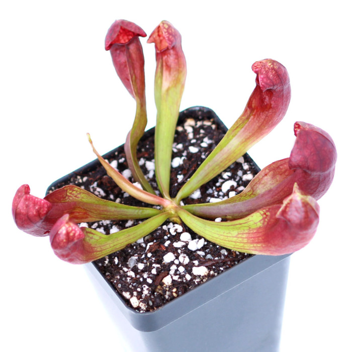 Sarracenia hybrid Pitcher Plant Carnivorous Plants