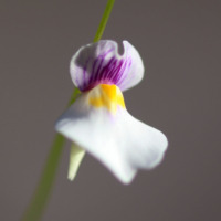 Utricularia blanchetii 'Chapada Diamantina, BA, Brazil'