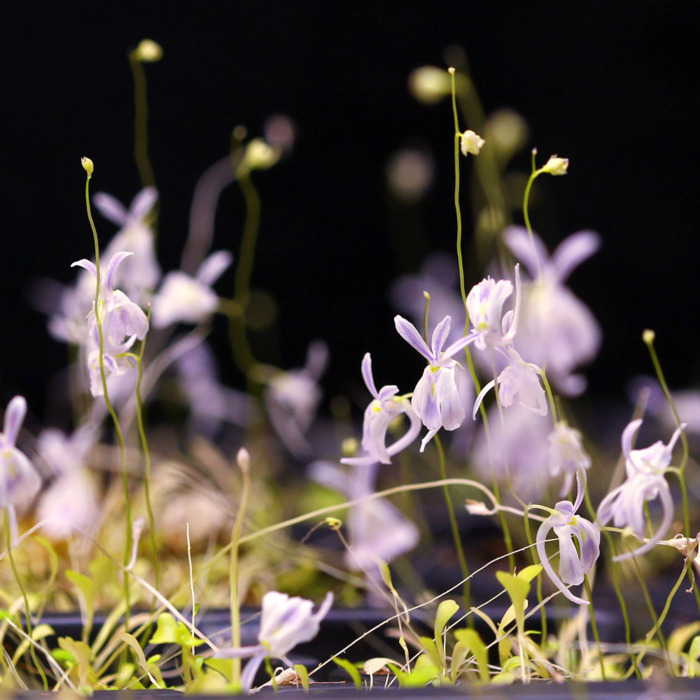 Utricularia sandersonii 'Typical' Bladderwort Carnivorous Plants