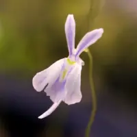 Utricularia sandersonii 'Typical' Bladderwort Carnivorous Plants
