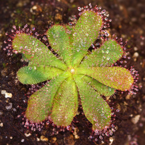 Drosera hamiltonii Sundew Carnivorous Plants