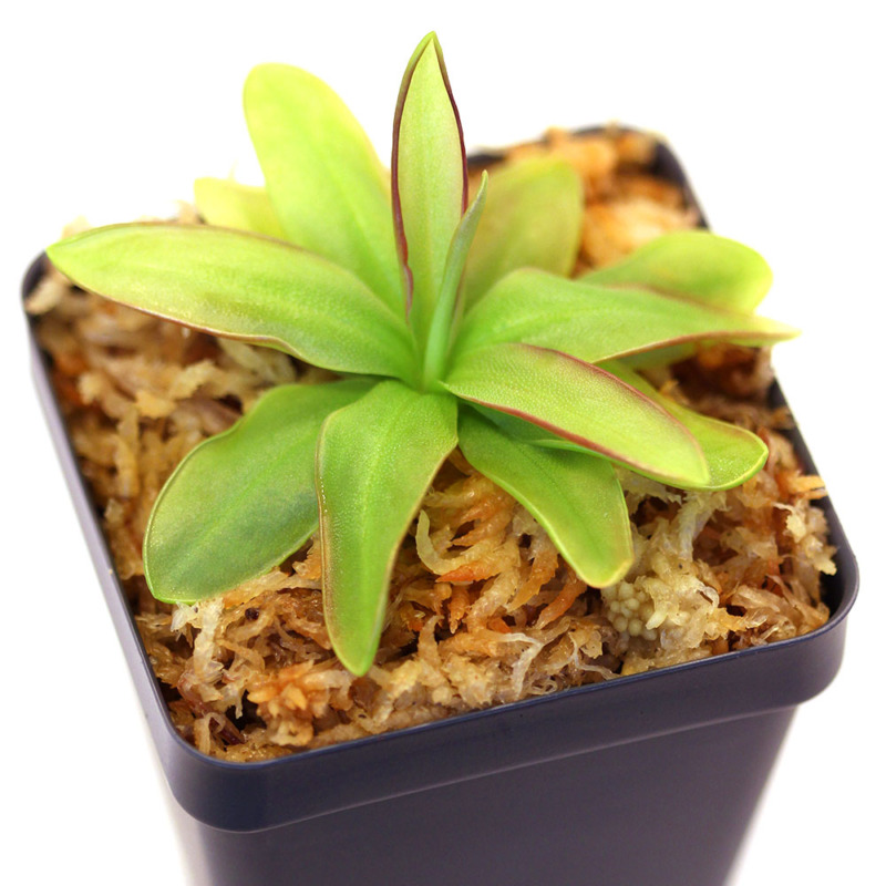 Temperate Butterworts (Pinguicula) Curious Plant