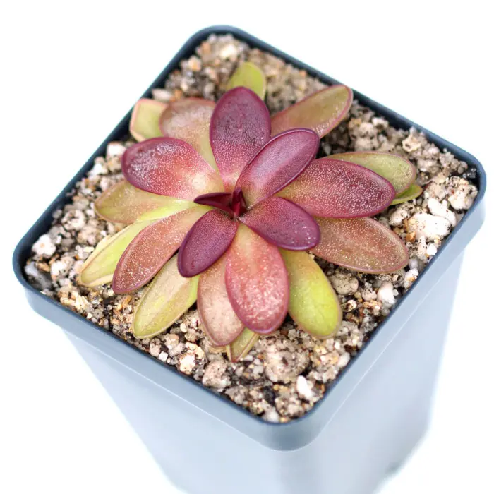 Pinguicula potosiensis Butterwort Carnivorous Plants