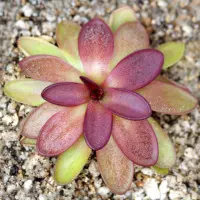 Pinguicula potosiensis Butterwort Carnivorous Plants