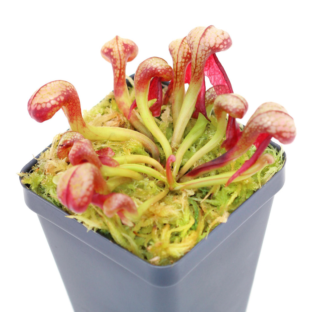 Darlingtonia californica - The Cobra Plant | Curious Plant