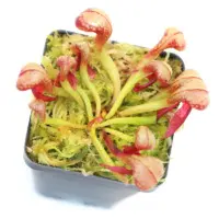 Darlingtonia californica